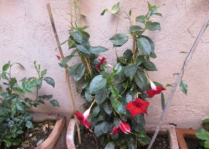 Trevi Elegance Maison d'hôtes